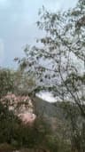 ريانه شريف